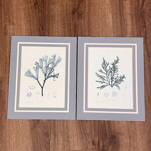 Henry Bradbury Blue Botanical Scientific Seaweed Art Beach Prints